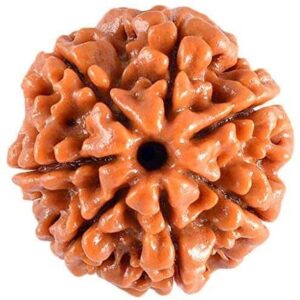 100% Original five Face Rudraksha (5 Mukhi Rudraksh)