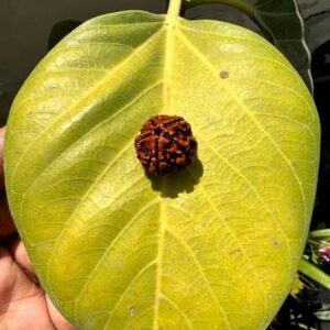 100% Original Six Face Rudraksha (6 Mukhi Rudraksh)