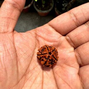 Authentic 5 Mukhi Rudraksha Enhance Meditation, Health