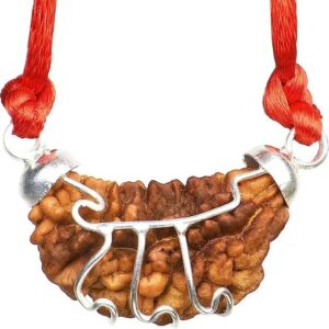 Satmukhi 7 Mukhi Rudraksha Original Original 7 Face Saa