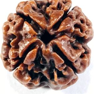 5 Mukhi Rudraksha HRC Lab Certified Wood Pendant