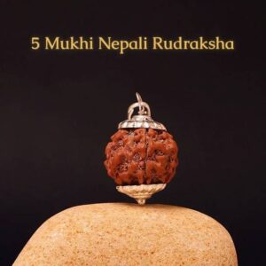 Nepali 7 Mukhi Rudraksha String With Black Rudraksha