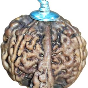 Rudraksha Mala (Lab Tested with Certificate)