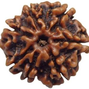 10 Mukhi Rudraksha/Ten Face Rudraksh Java Bead Lab Cert