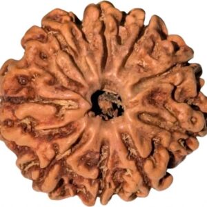 Beads Wood, Rudraksha Necklace