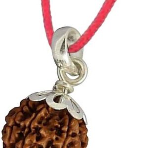 5 Mukhi Panchmukhi Rudraksha Lab Certified