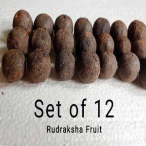 Rudraksham Sacred Fruit-Tear Set of 12