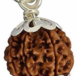 Gauri-shankar rudraksha / nepali rudraksha Wood