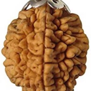 Nepali 7 Mukhi Rudraksha Original Seven Face Rudraksha