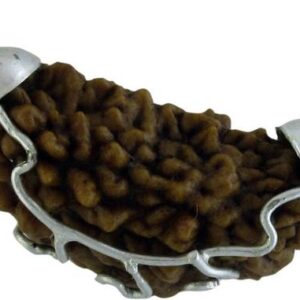 5 Mukhi Rudraksha Combo Crystal