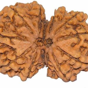 5 Mukhi Rudraksha Indian 100% Original & Lab Certified