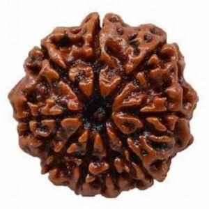 5 Mukhi Lab Certified Nepali Rudraksha Pendant