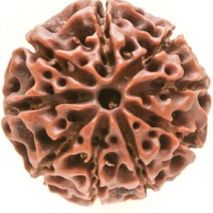 Original Nepali 7 Mukhi Rudraksha Wood Pendant