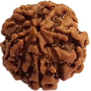 4 Mukhi Rudraksha Pendant With Lab Certificate Nepali