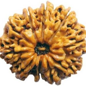 Nepali 3 Mukhi | 3 Faced Rudraksha | Genuine Original