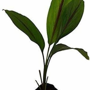 Adrita Turmeric Plant (Alt)